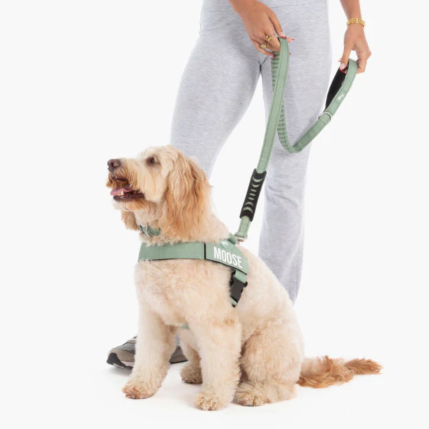 Bungee Dog Leash - Khaki - Image 5