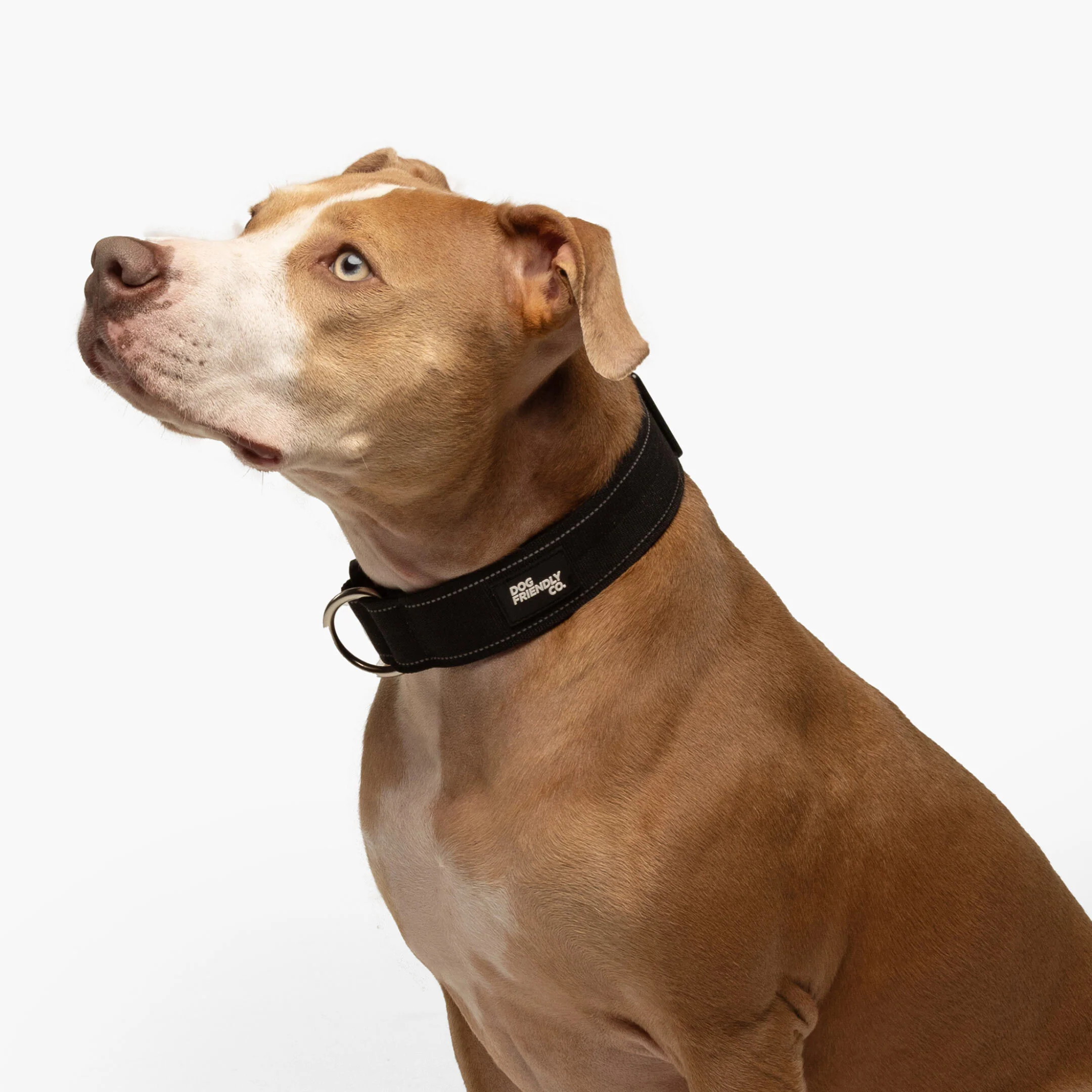Collar Walk Set - Black - Image 17