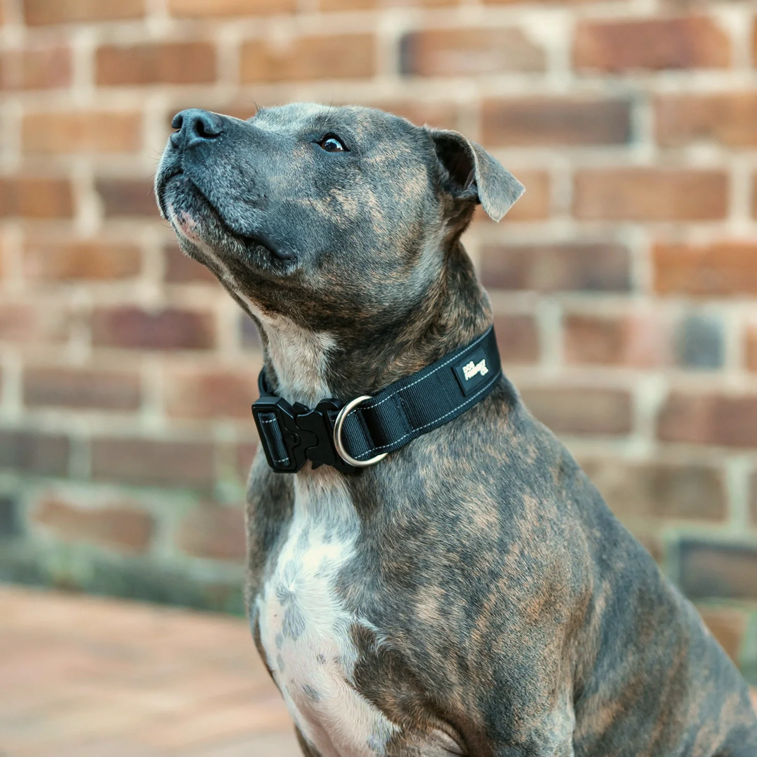 Collar Walk Set - Black - Image 7