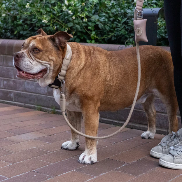 Collar Walk Set - Brown - Image 11