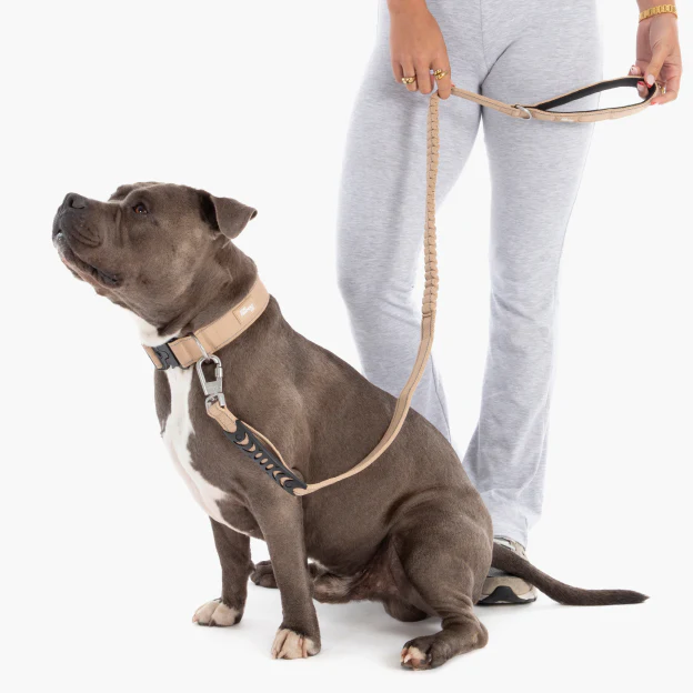 Collar Walk Set - Brown - Image 19