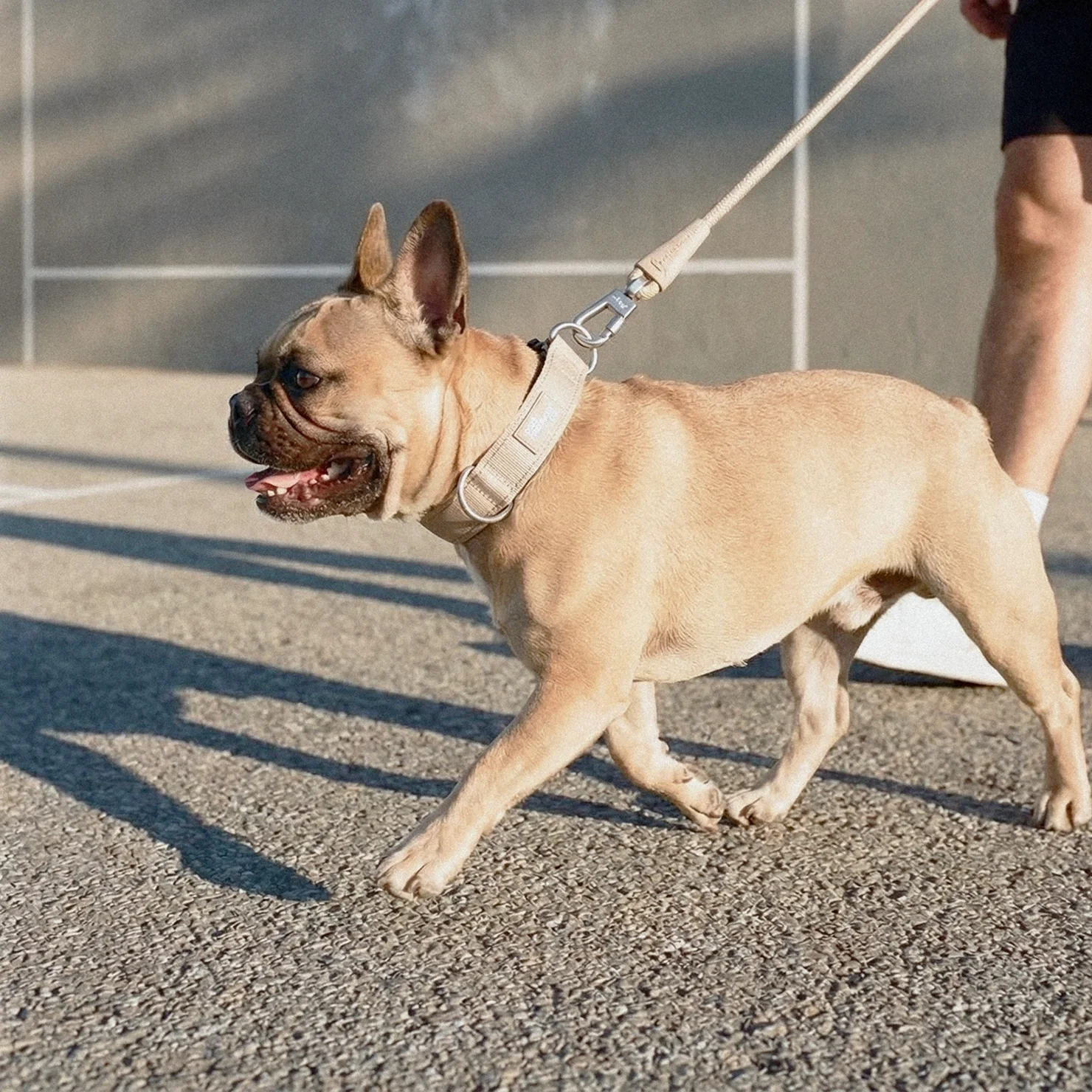 Collar Walk Set - Brown - Image 8