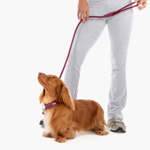 Collar Walk Set - Burgundy - Image 12