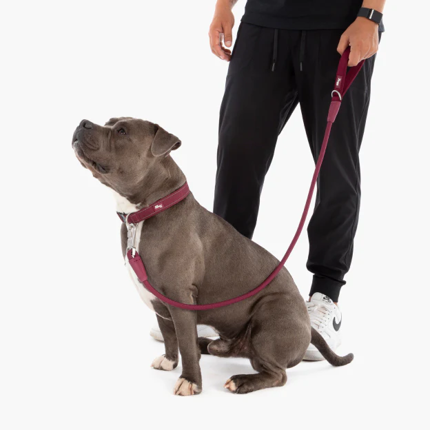 Collar Walk Set - Burgundy - Image 13