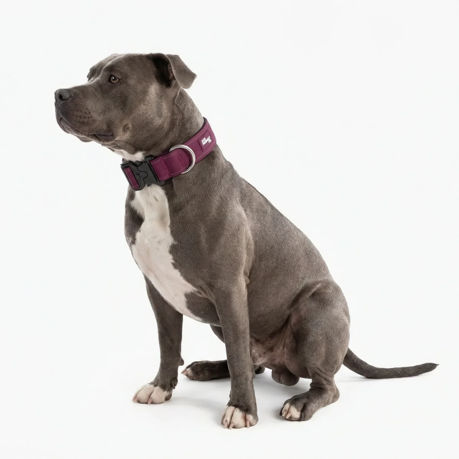 Collar Walk Set - Burgundy - Image 5
