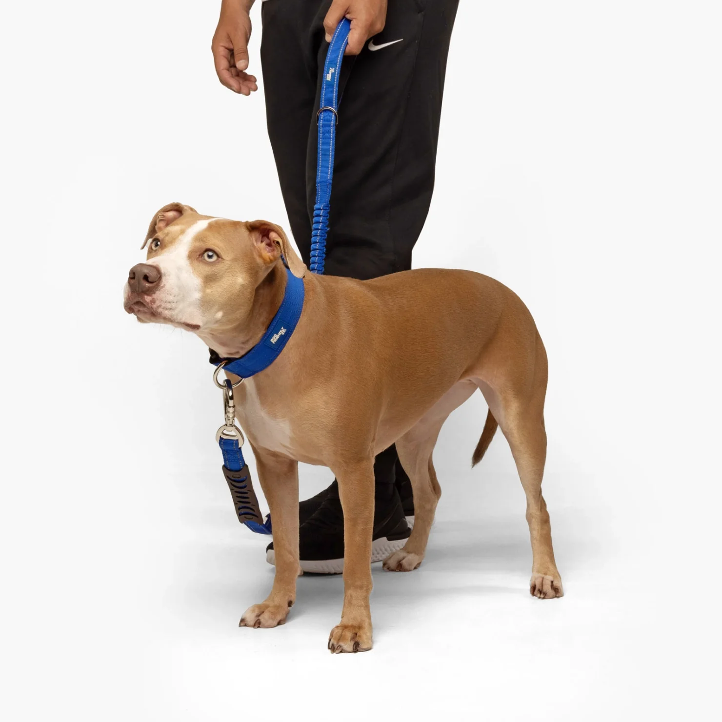 Collar Walk Set - Classic Blue - Image 4