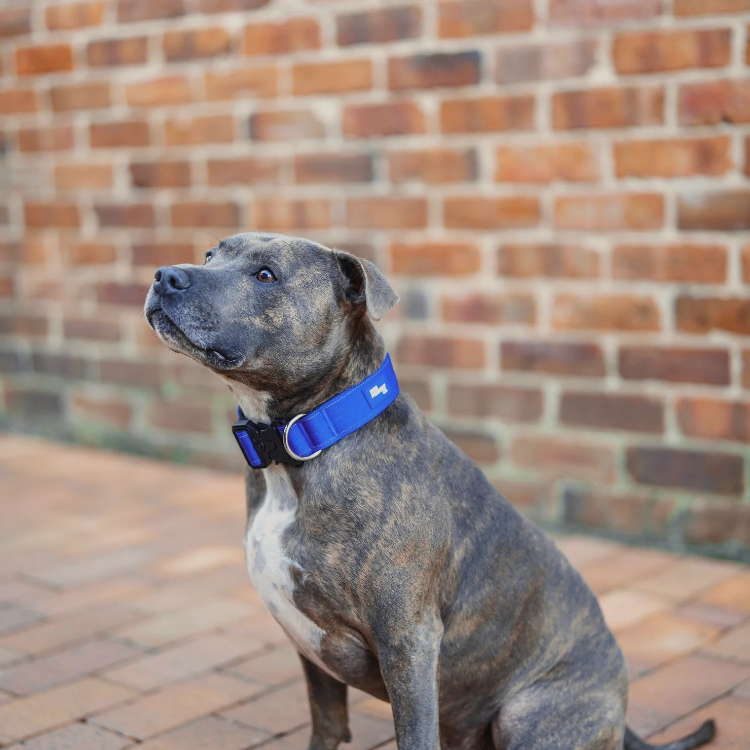 Collar Walk Set - Classic Blue - Image 7