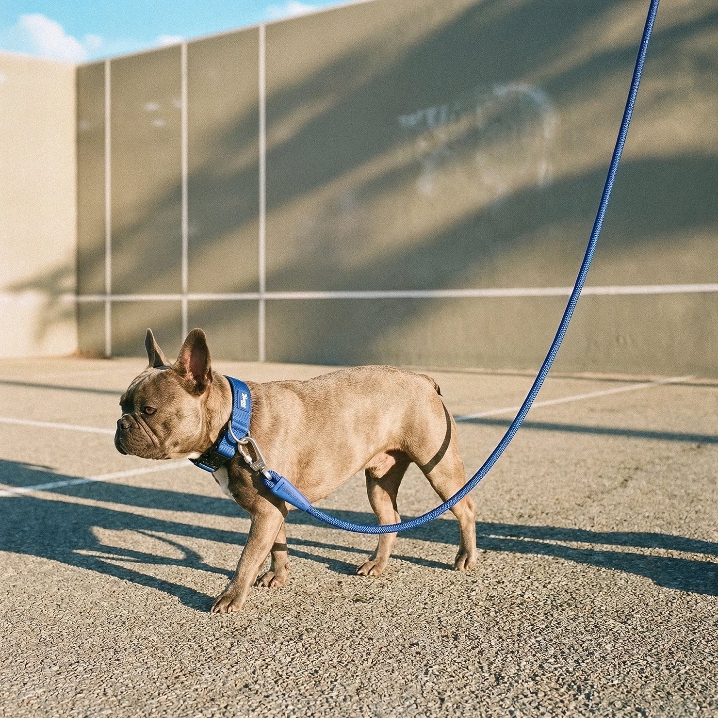 Collar Walk Set - Classic Blue - Image 8