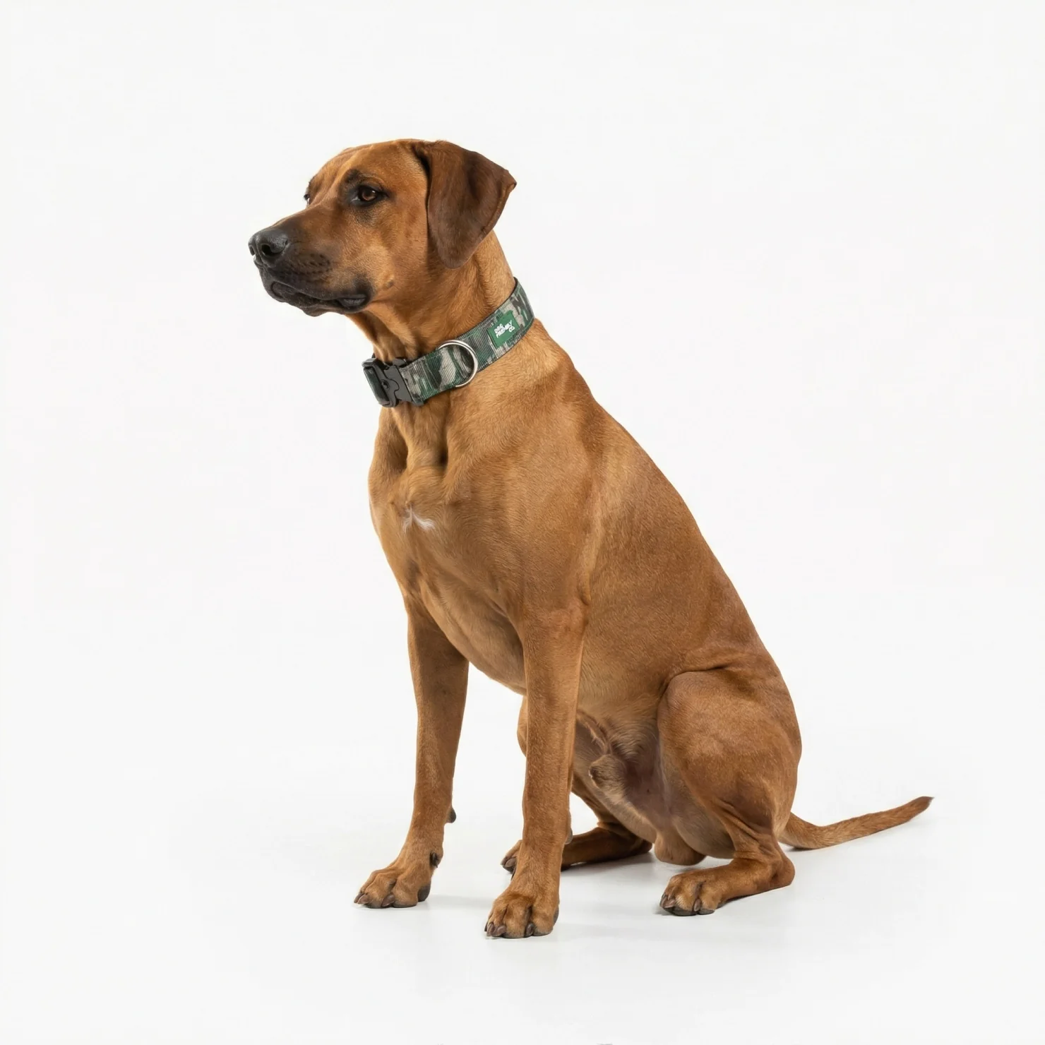 Collar Walk Set - Green Camo - Image 5