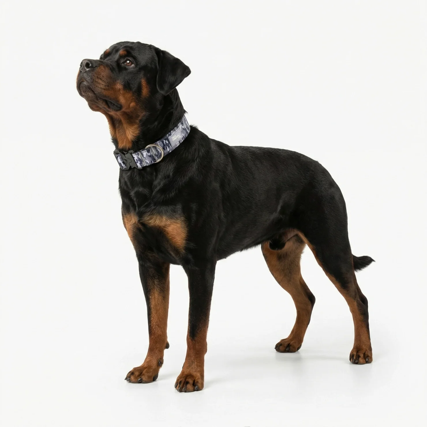 Collar Walk Set - Grey Camo - Image 5