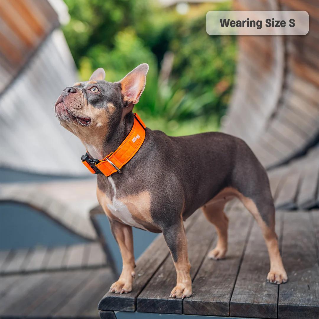 Collar Walk Set - Hi-Vis Orange - Image 12