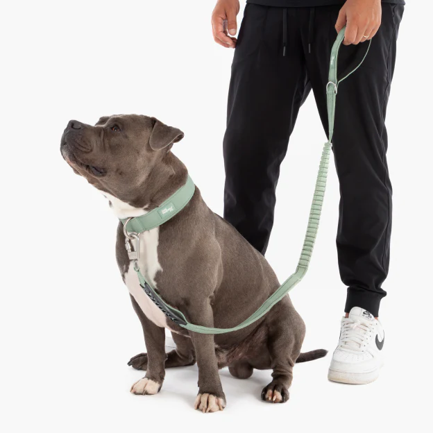 Collar Walk Set - Khaki - Image 4