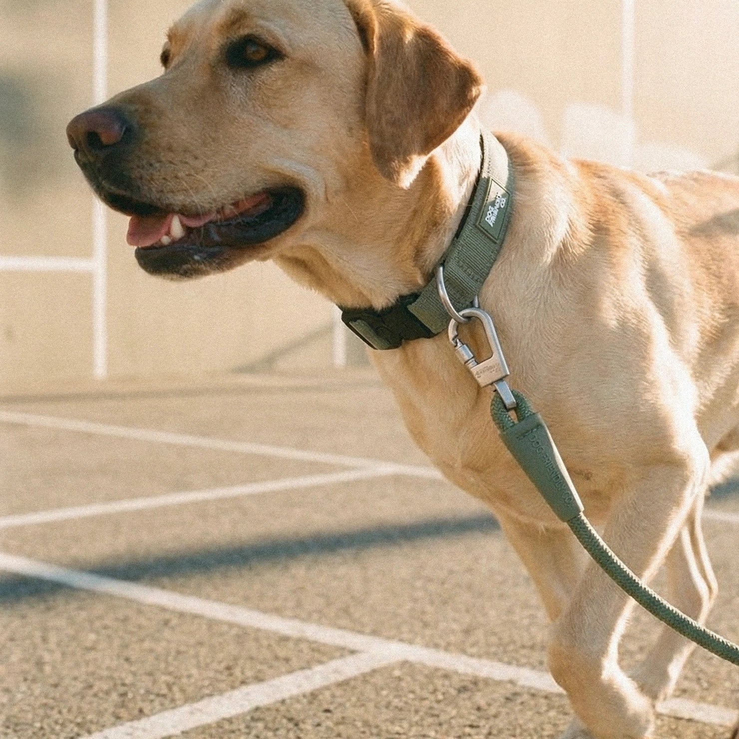 Collar Walk Set - Khaki - Image 7