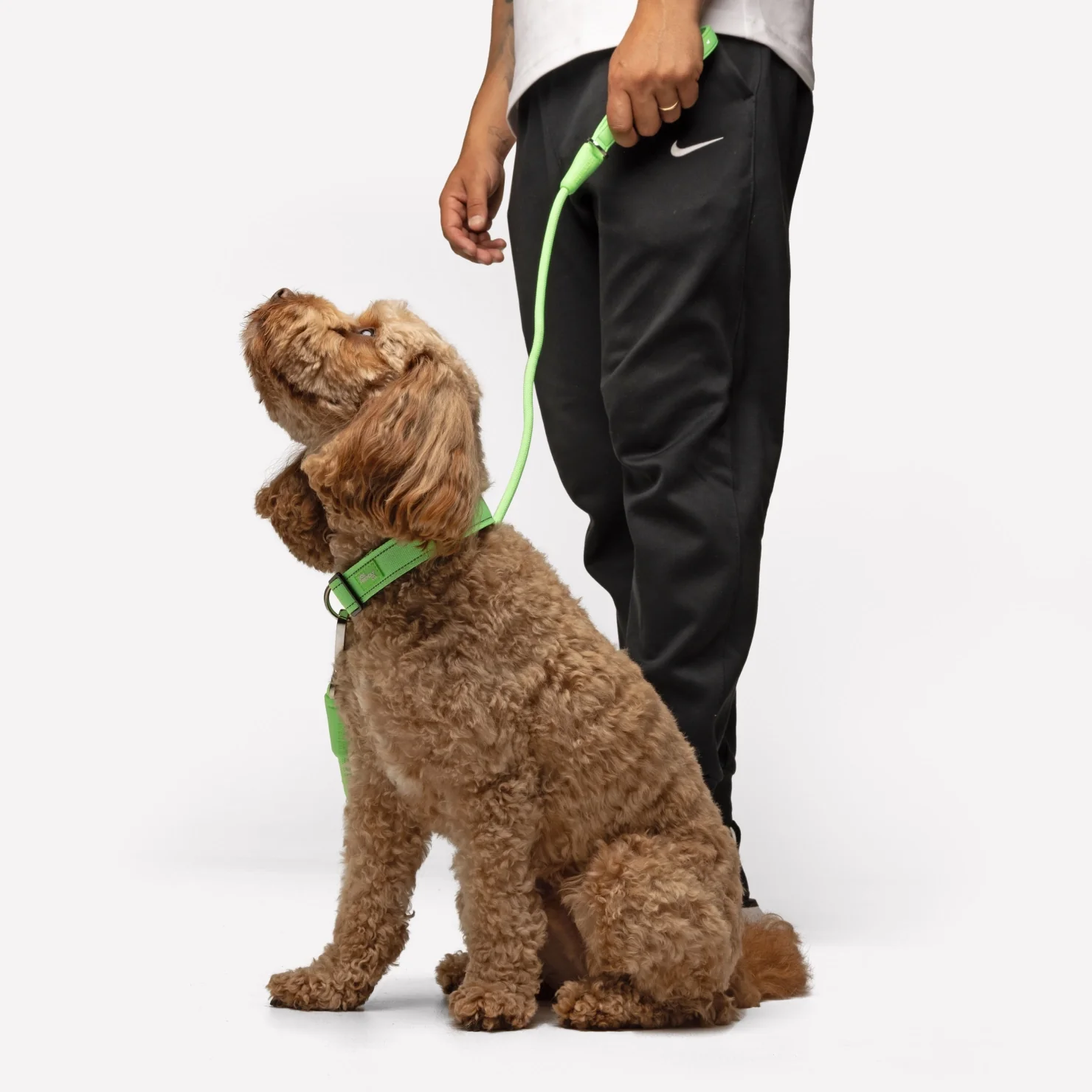 Collar Walk Set - Neon Green - Image 4