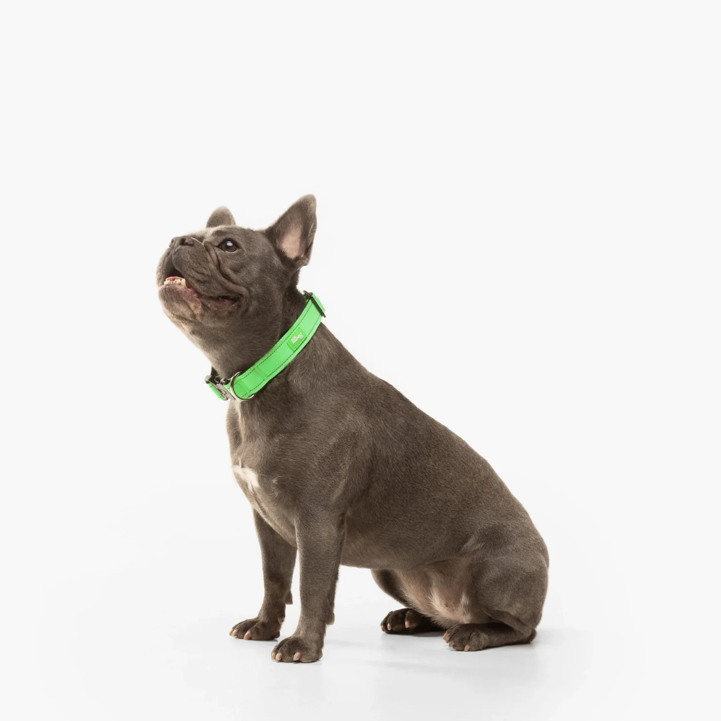Collar Walk Set - Neon Green - Image 5
