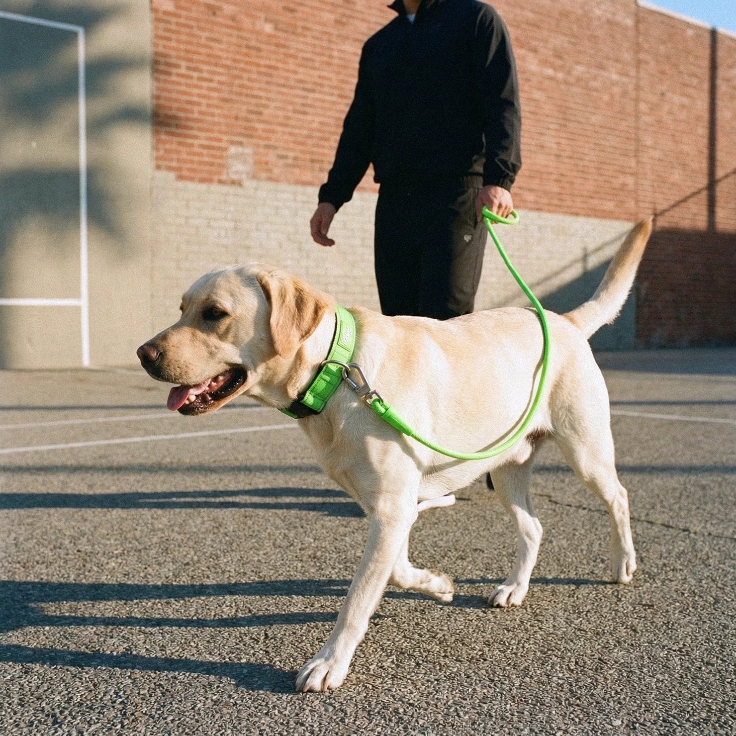 Collar Walk Set - Neon Green - Image 6