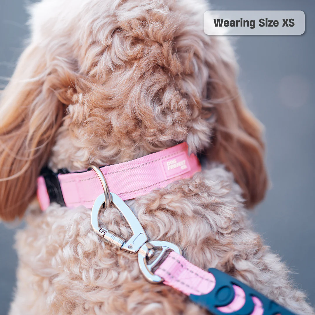 Collar Walk Set - Pink - Image 13