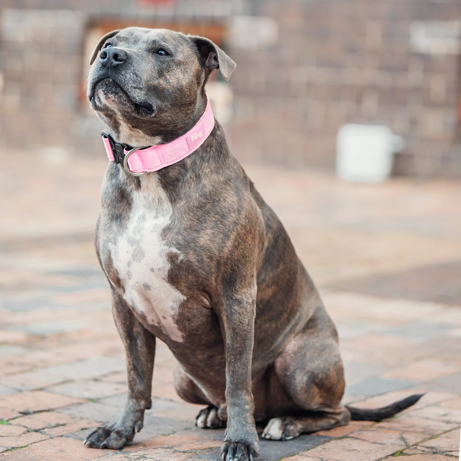 Collar Walk Set - Pink - Image 7