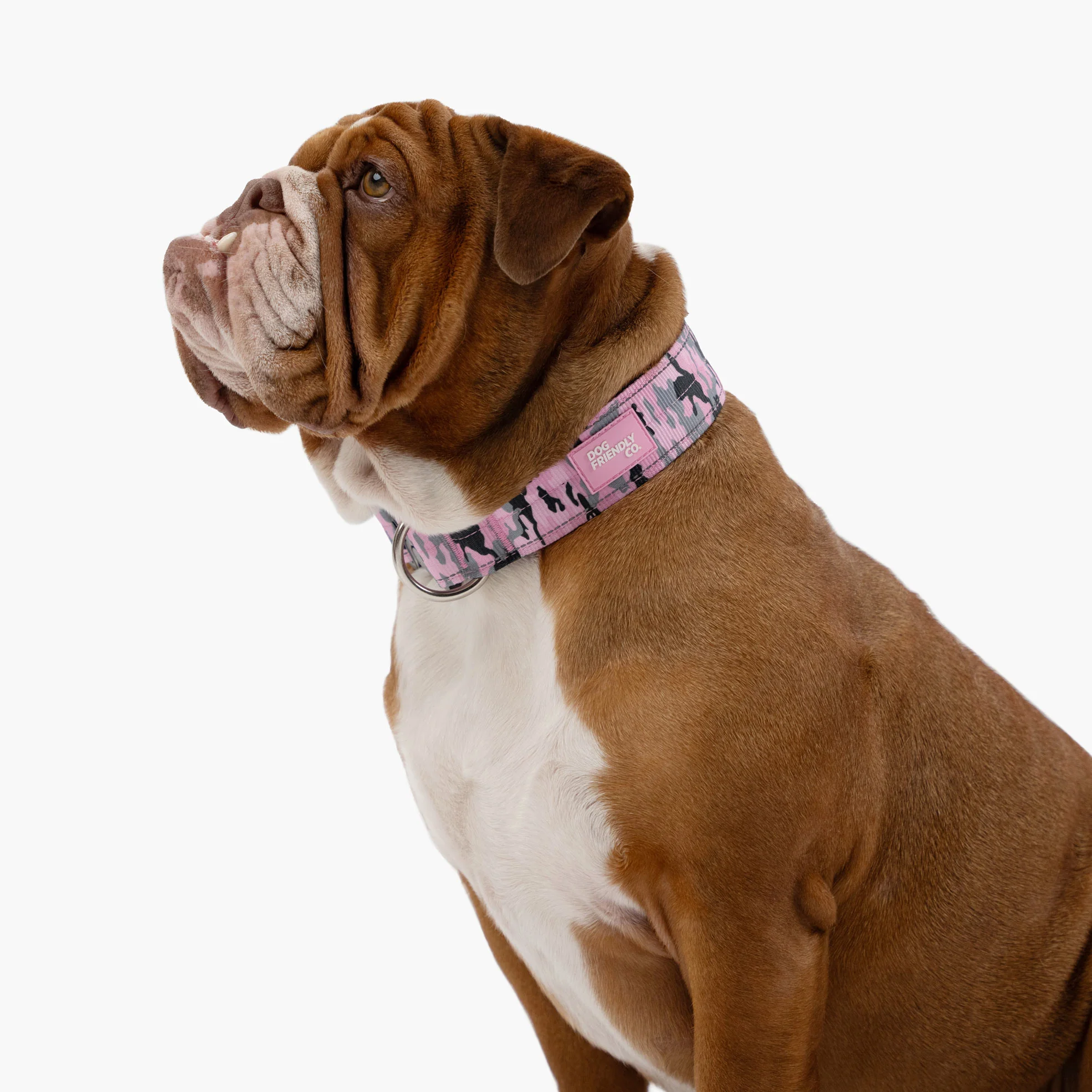 Collar Walk Set - Pink Camo - Image 11
