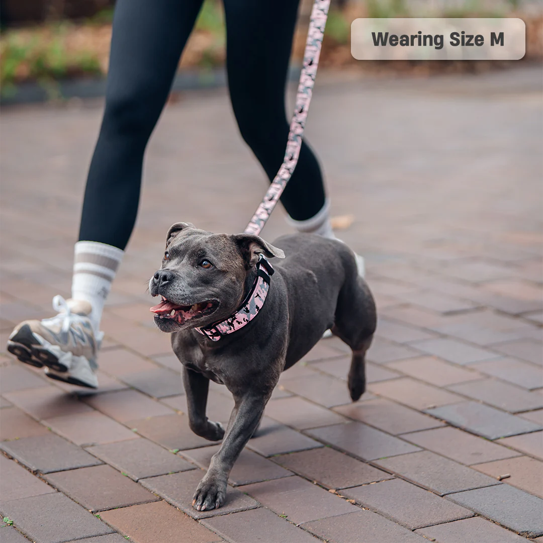 Collar Walk Set - Pink Camo - Image 13