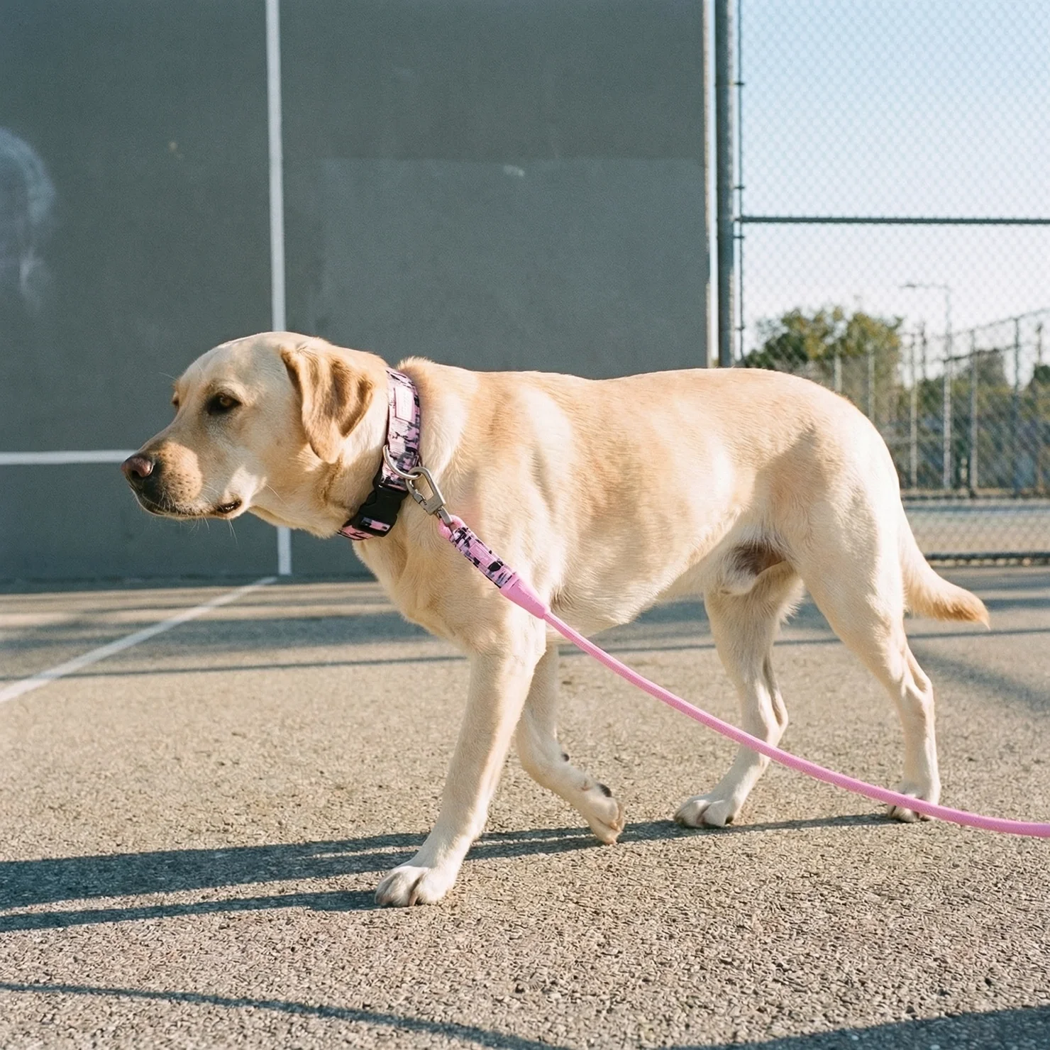 Collar Walk Set - Pink Camo - Image 6