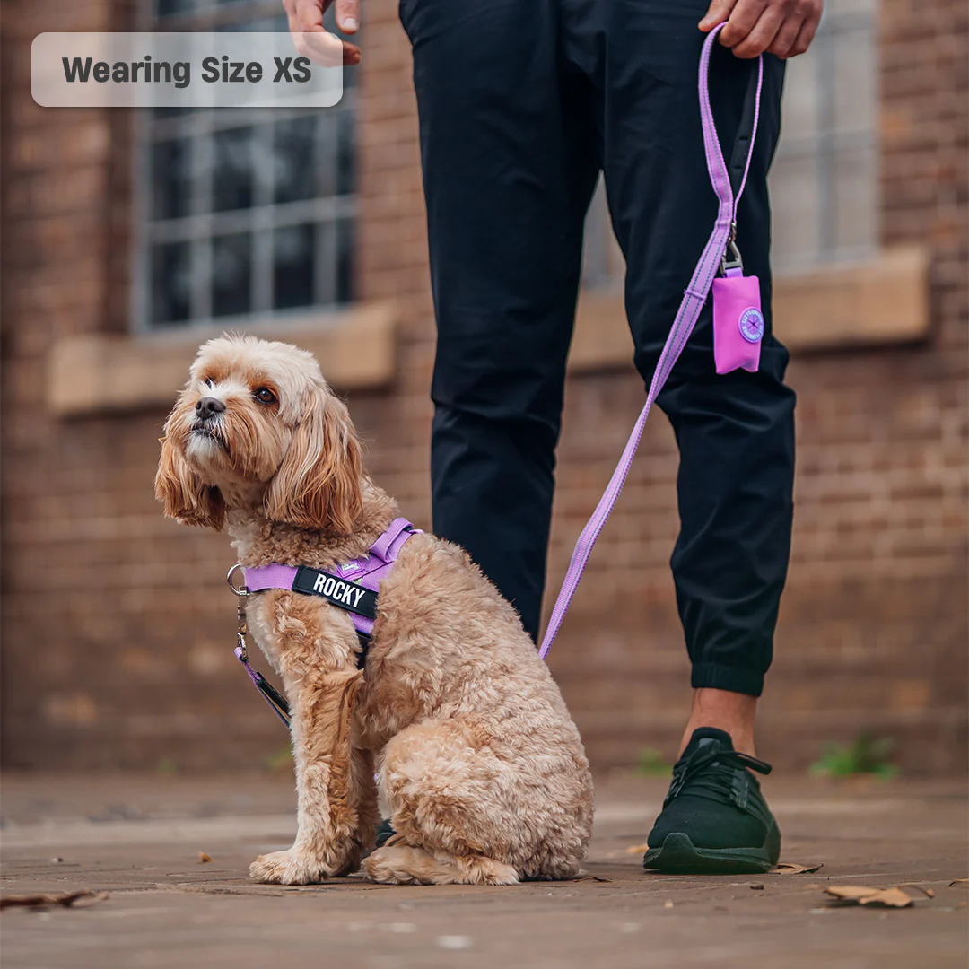 Collar Walk Set - Purple - Image 13