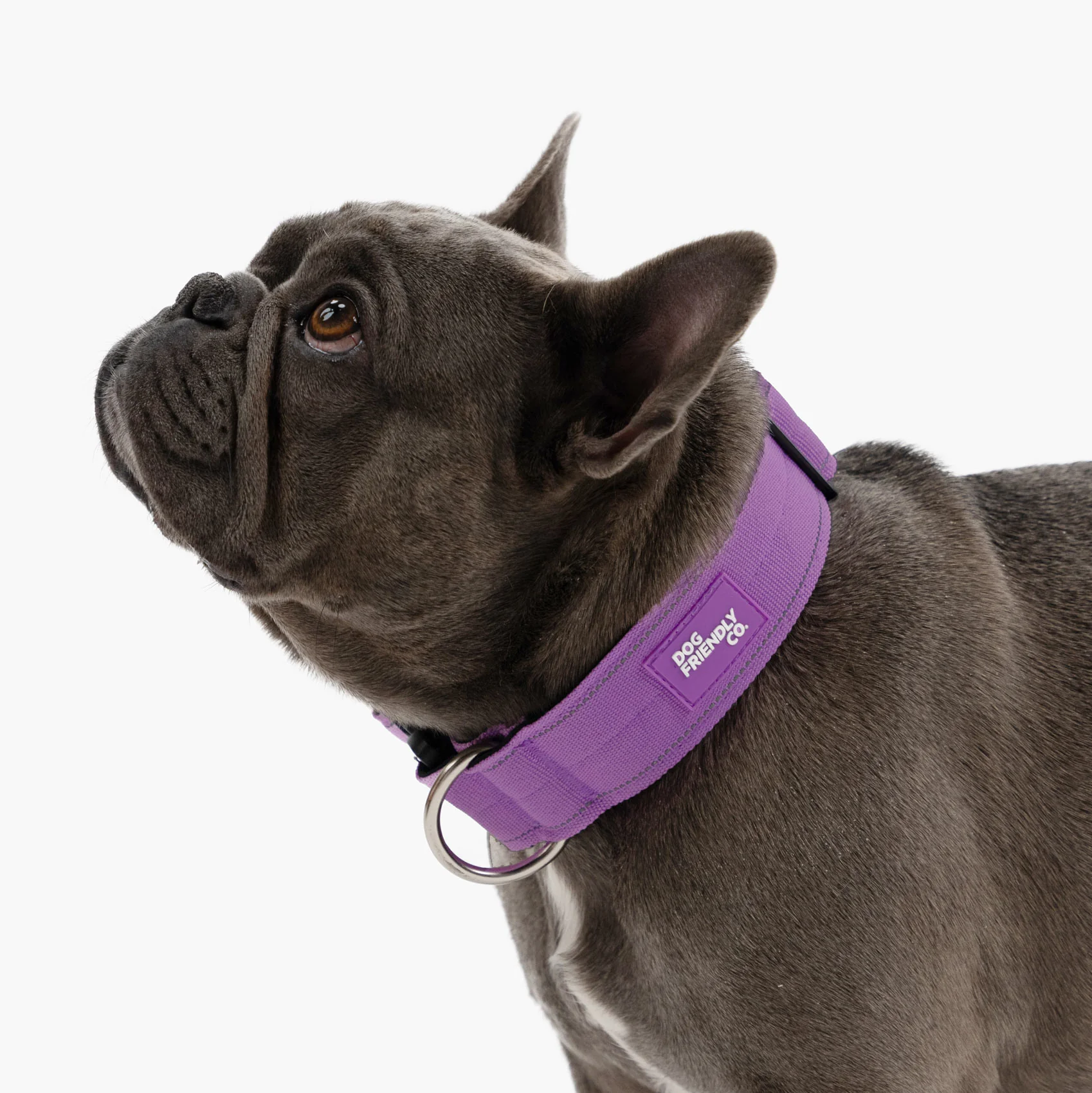 Collar Walk Set - Purple - Image 17