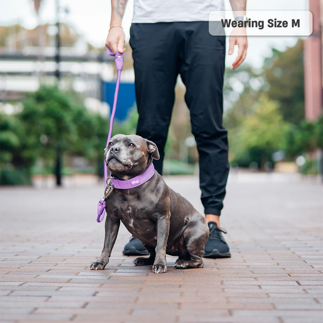 Collar Walk Set - Purple - Image 18