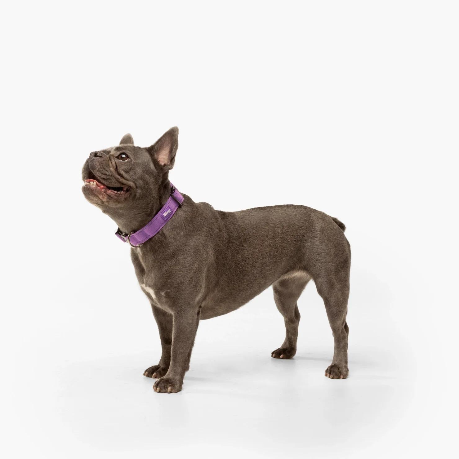 Collar Walk Set - Purple - Image 5