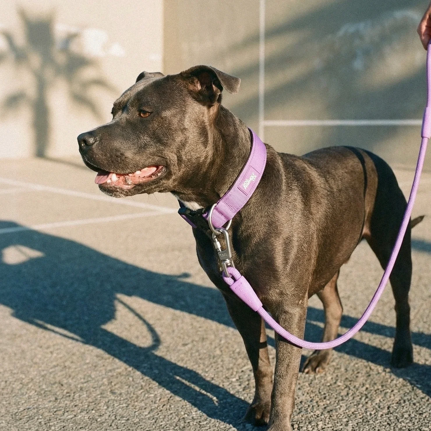Collar Walk Set - Purple - Image 6