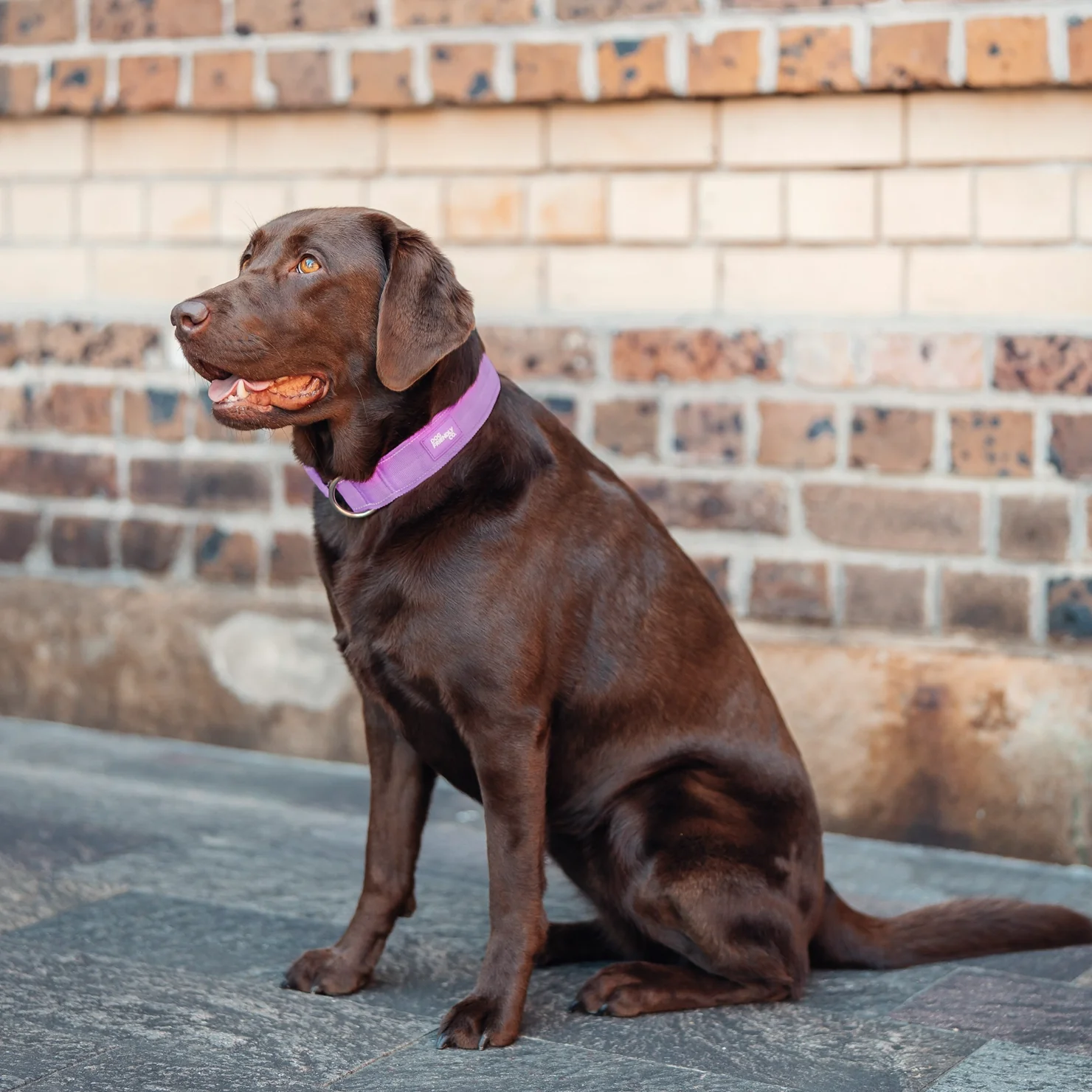 Collar Walk Set - Purple - Image 7
