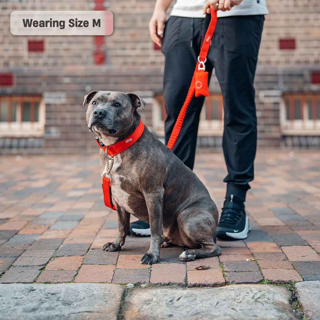 Collar Walk Set - Red - Image 12