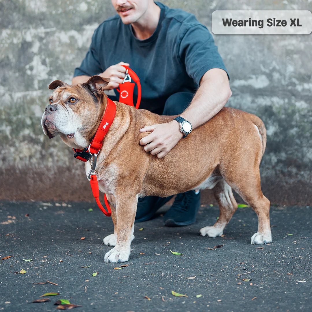 Collar Walk Set - Red - Image 19