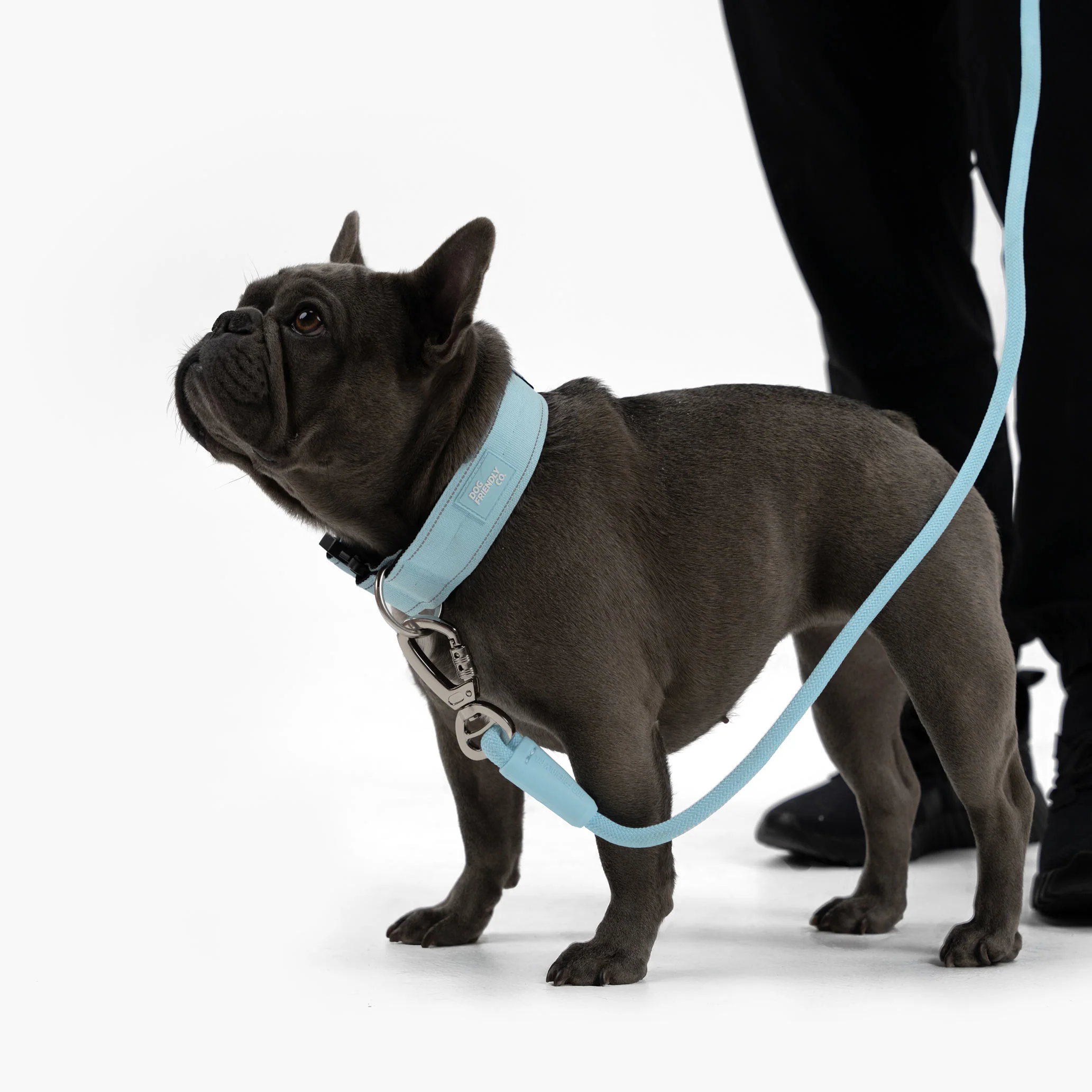Collar Walk Set - Sky Blue - Image 17