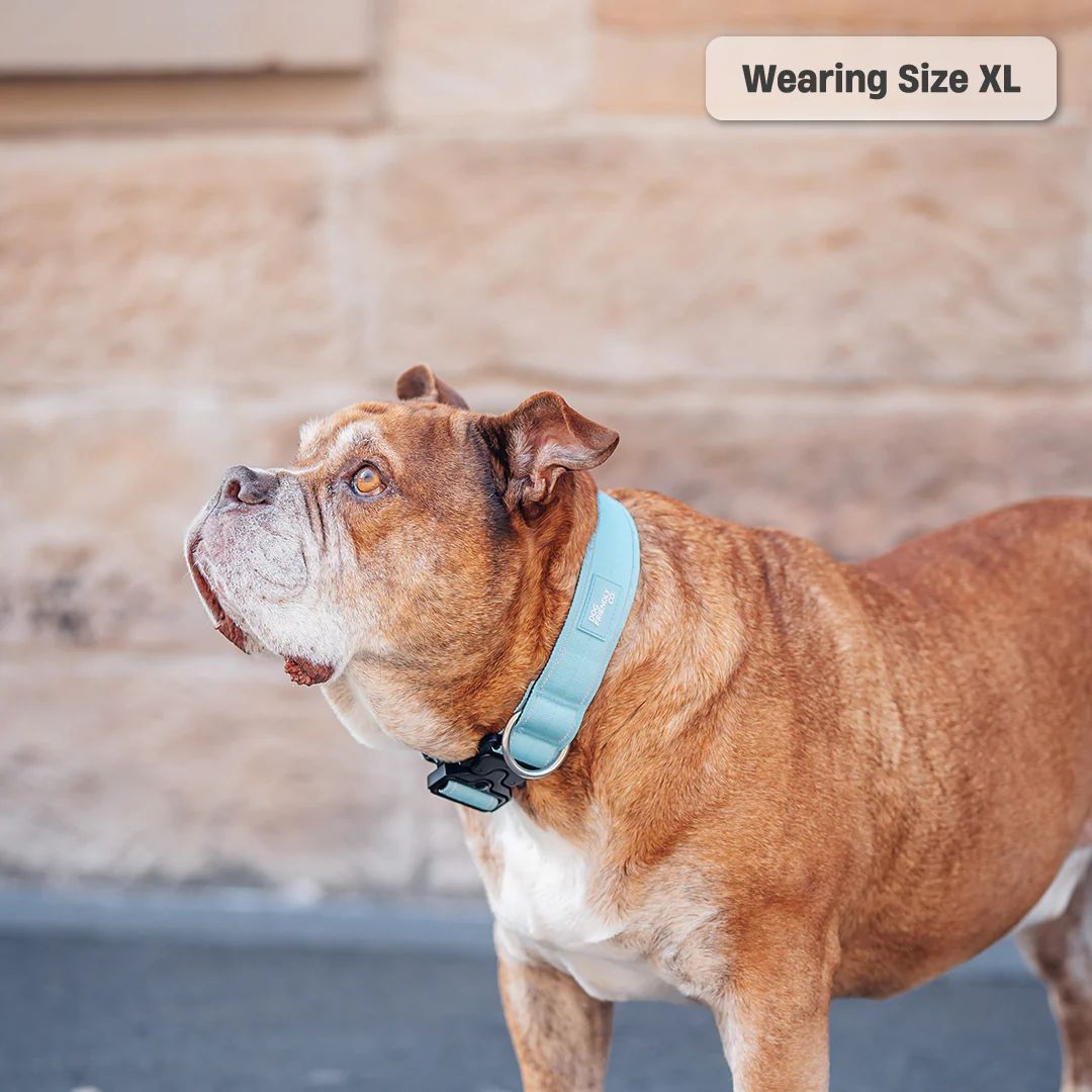 Collar Walk Set - Sky Blue - Image 18