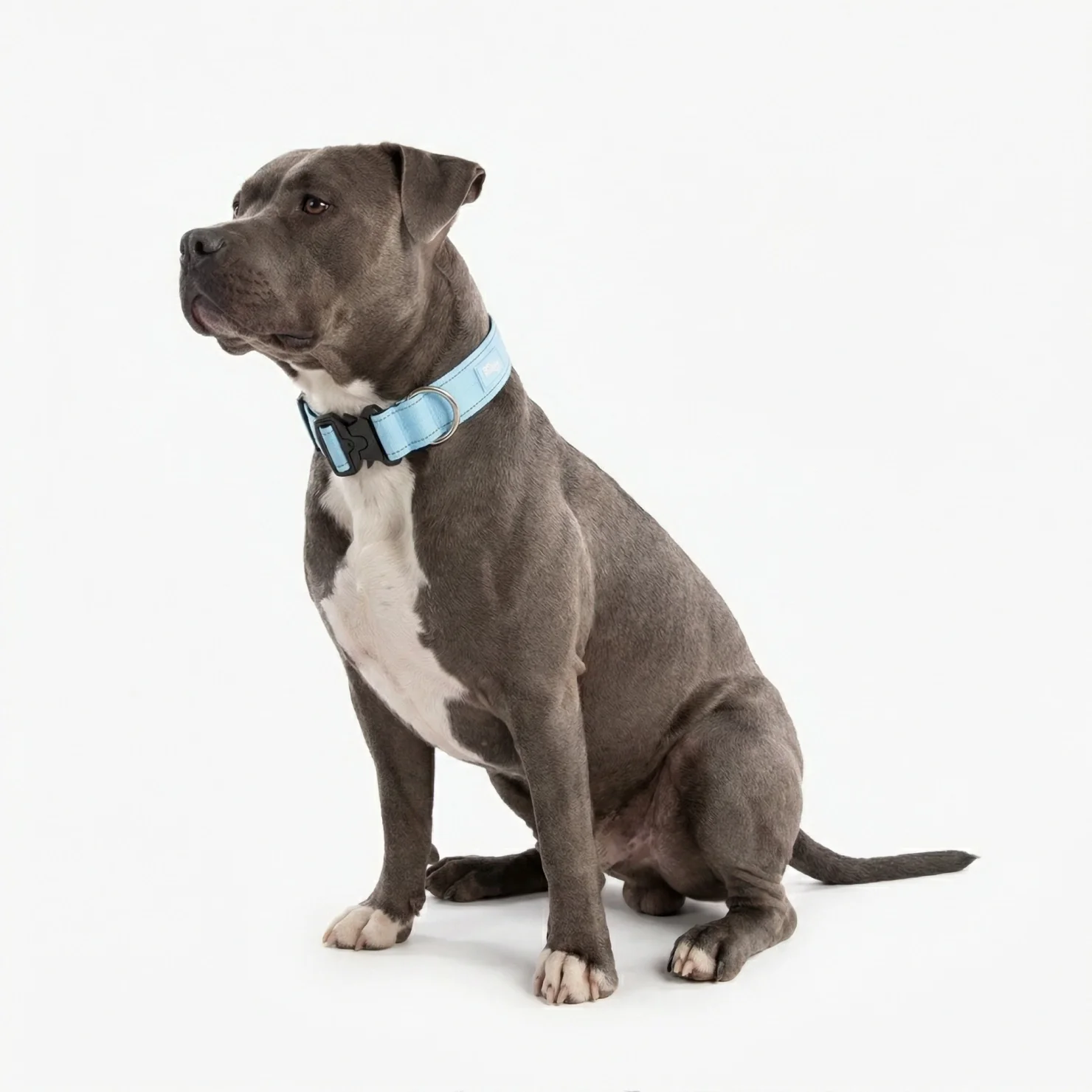 Collar Walk Set - Sky Blue - Image 5