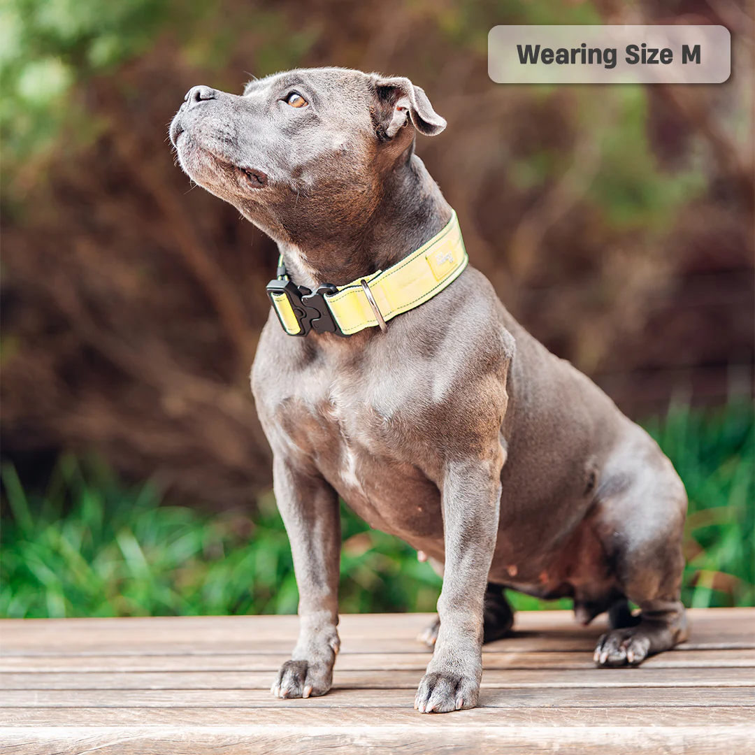 Collar Walk Set - Yellow - Image 13