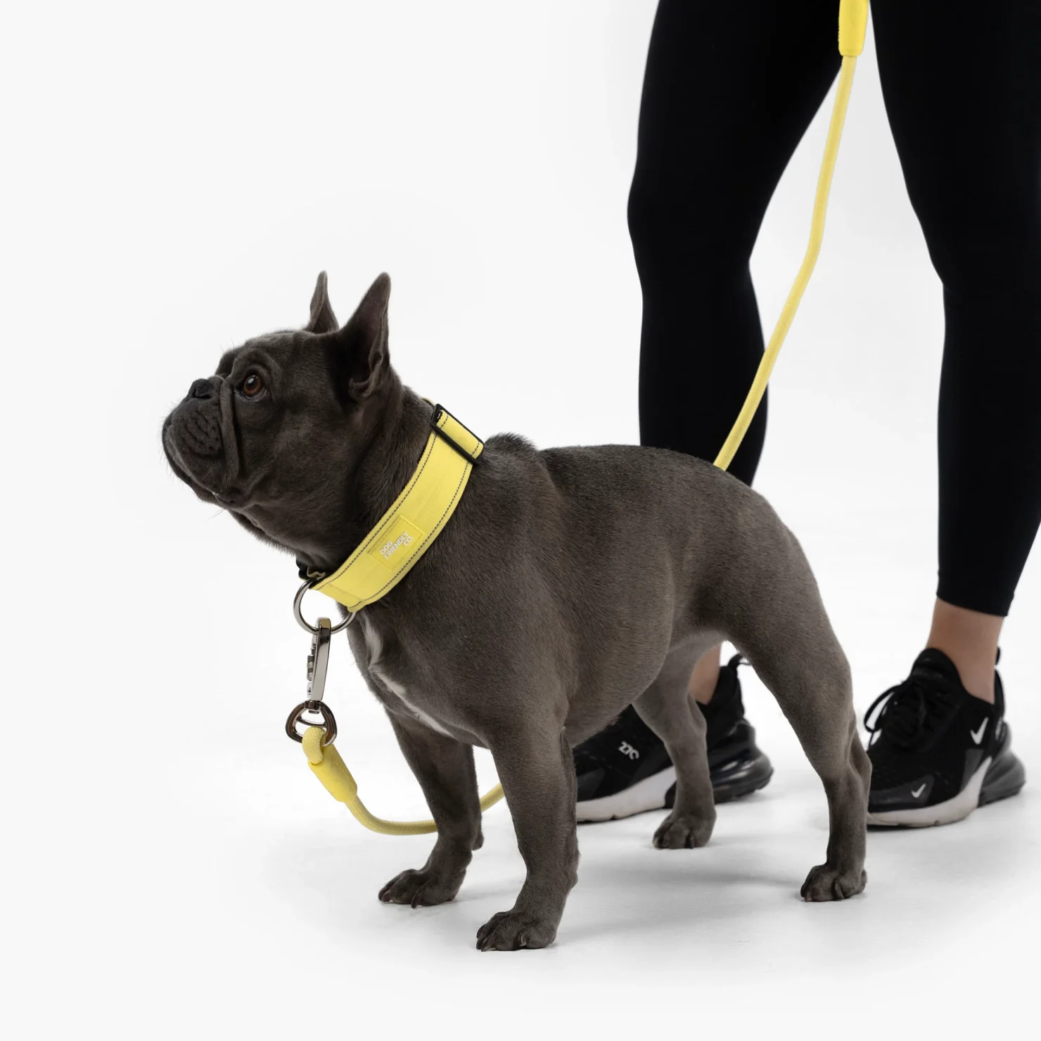 Collar Walk Set - Yellow - Image 4