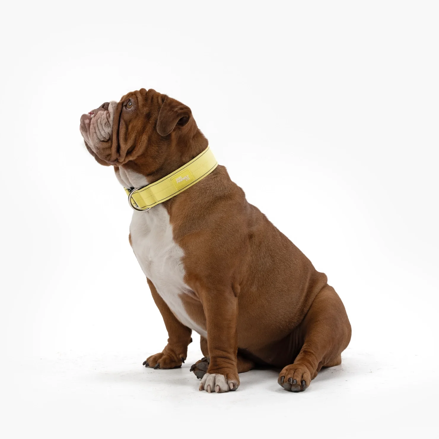 Collar Walk Set - Yellow - Image 5