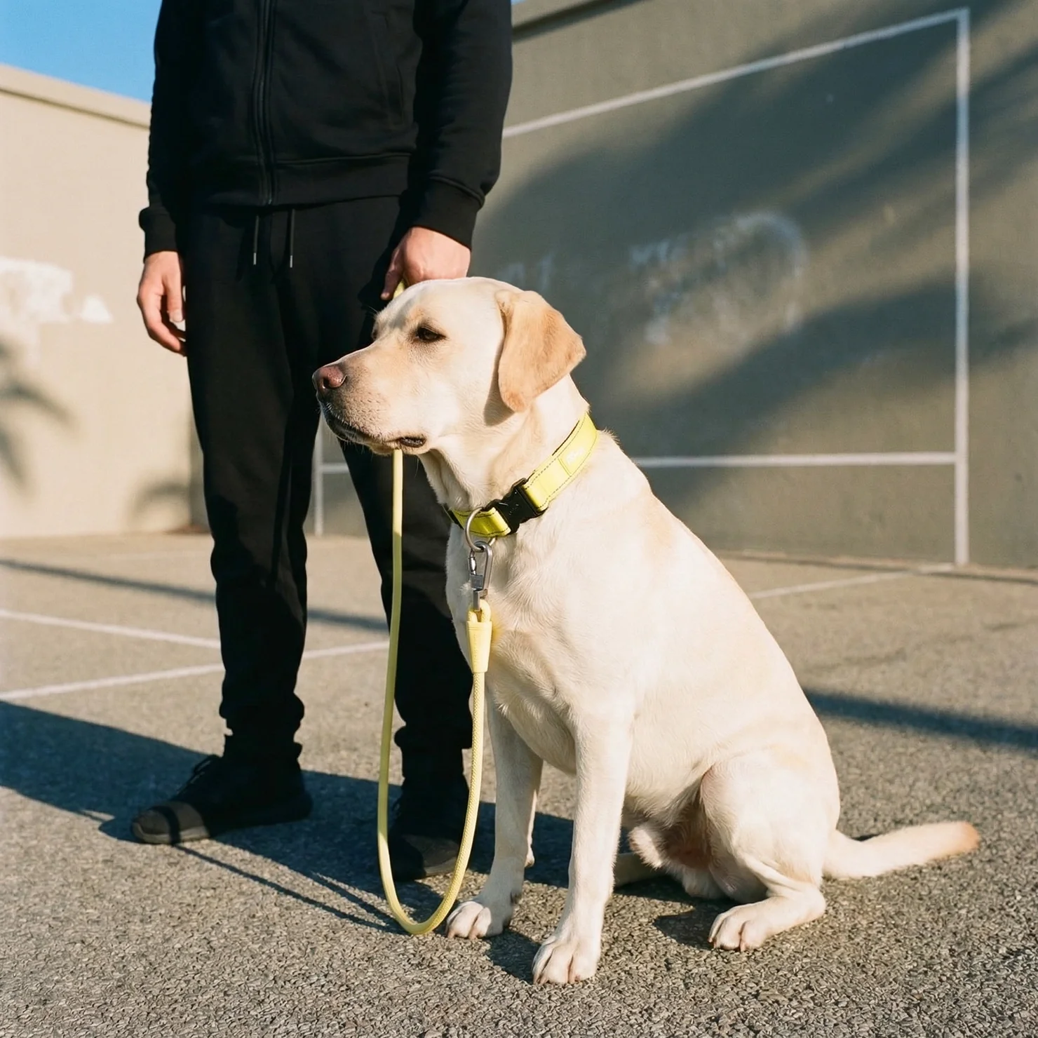 Collar Walk Set - Yellow - Image 6