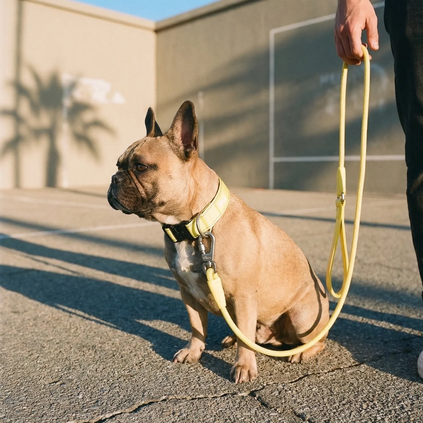 Collar Walk Set - Yellow - Image 8