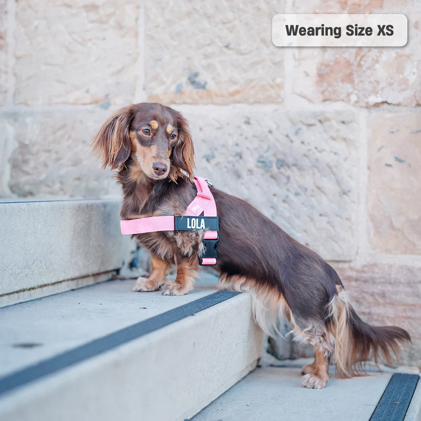 Dog Harness + FREE D-ring - Image 14