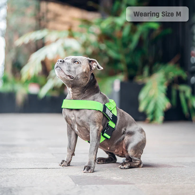 Dog Harness + FREE D-ring - Image 23