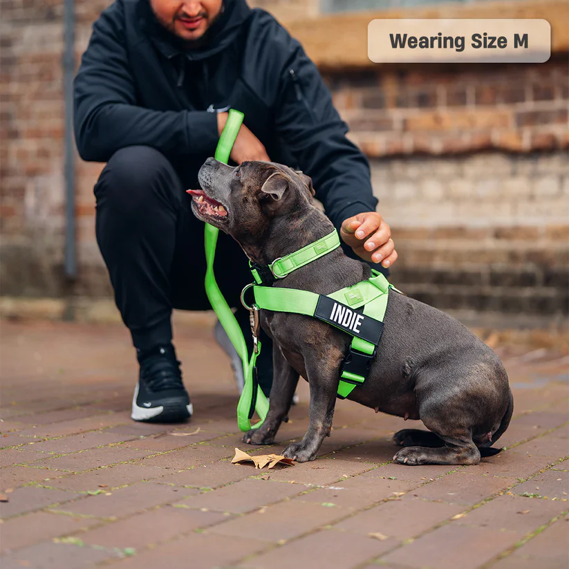 Dog Harness + FREE D-ring - Image 24