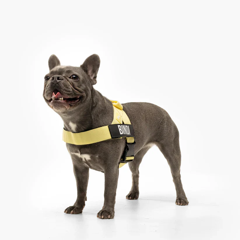 Dog Harness + FREE D-ring - Image 27