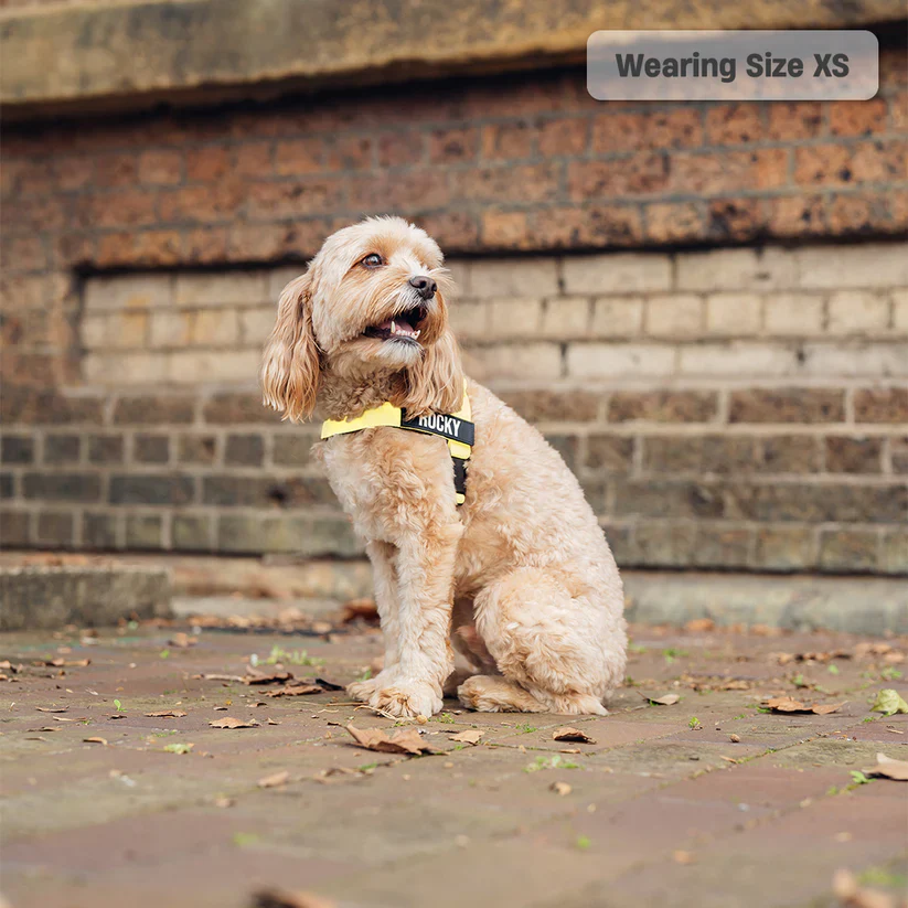 Dog Harness + FREE D-ring - Image 28