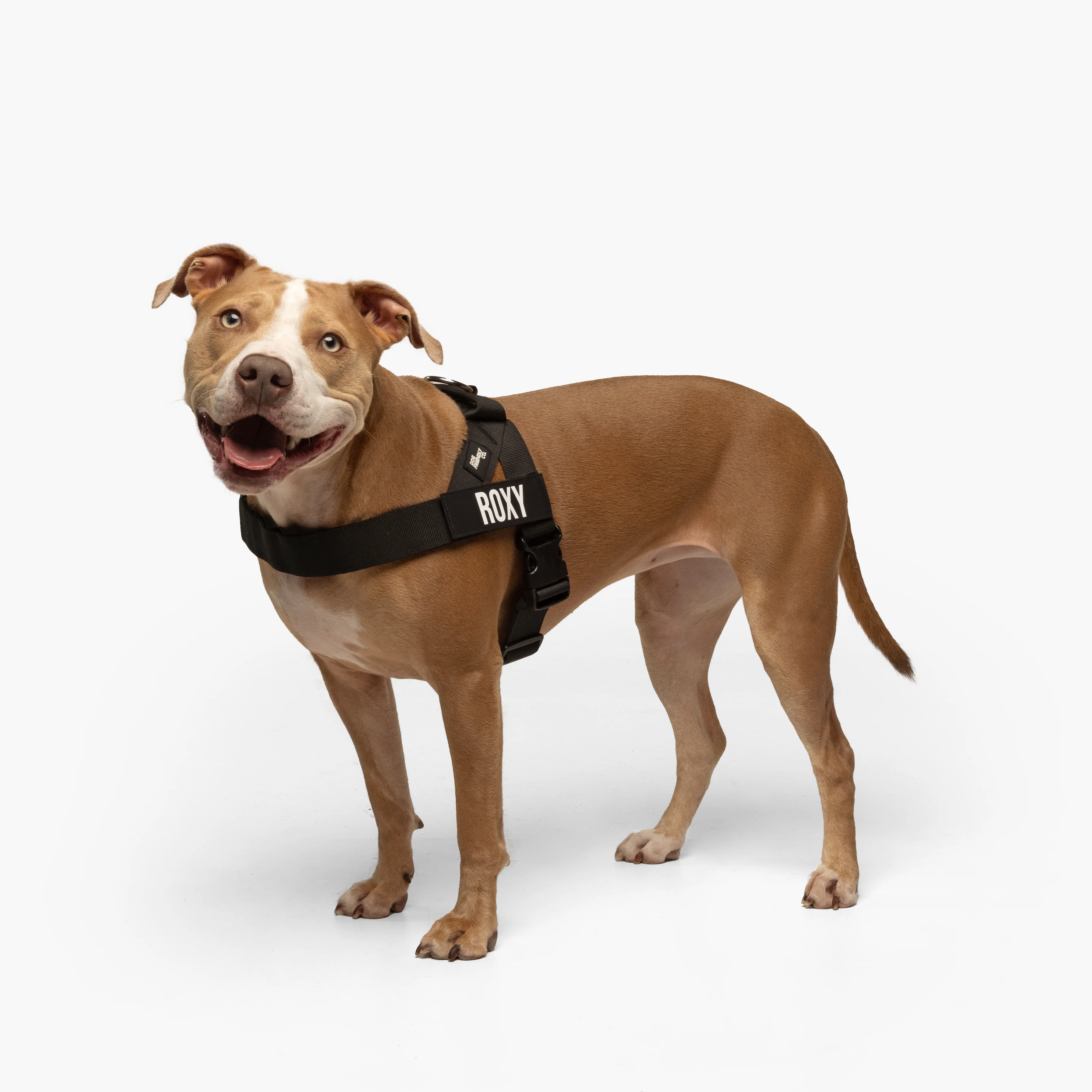 Dog Harness + FREE D-ring - Image 3