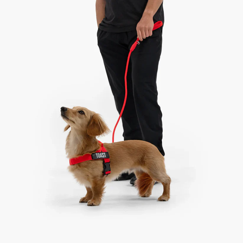 Dog Harness + FREE D-ring - Image 32