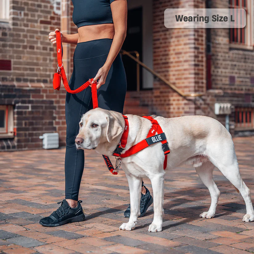 Dog Harness + FREE D-ring - Image 34