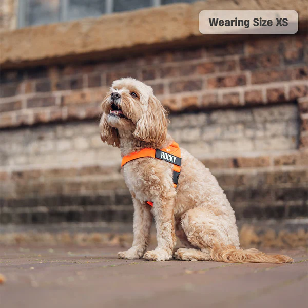 Dog Harness + FREE D-ring - Image 38